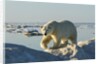 Polar Bear, Hudson Bay, Nunavut, Canada by Anonymous