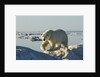 Polar Bear, Hudson Bay, Nunavut, Canada by Anonymous