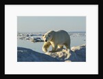Polar Bear, Hudson Bay, Nunavut, Canada by Anonymous