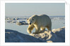 Polar Bear, Hudson Bay, Nunavut, Canada by Anonymous