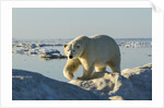 Polar Bear, Hudson Bay, Nunavut, Canada by Anonymous