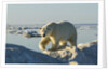 Polar Bear, Hudson Bay, Nunavut, Canada by Anonymous