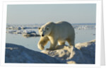 Polar Bear, Hudson Bay, Nunavut, Canada by Anonymous