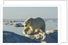 Polar Bear, Hudson Bay, Nunavut, Canada by Anonymous