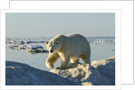 Polar Bear, Hudson Bay, Nunavut, Canada by Anonymous