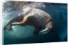 Underwater View of Walrus, Hudson Bay, Nunavut, Canada by Anonymous