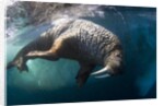 Underwater View of Walrus, Hudson Bay, Nunavut, Canada by Anonymous