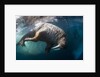 Underwater View of Walrus, Hudson Bay, Nunavut, Canada by Anonymous