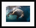 Underwater View of Walrus, Hudson Bay, Nunavut, Canada by Anonymous
