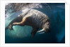 Underwater View of Walrus, Hudson Bay, Nunavut, Canada by Anonymous