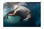 Underwater View of Walrus, Hudson Bay, Nunavut, Canada by Anonymous