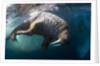 Underwater View of Walrus, Hudson Bay, Nunavut, Canada by Anonymous