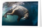 Underwater View of Walrus, Hudson Bay, Nunavut, Canada by Anonymous
