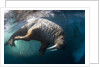 Underwater View of Walrus, Hudson Bay, Nunavut, Canada by Anonymous