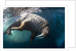 Underwater View of Walrus, Hudson Bay, Nunavut, Canada by Anonymous