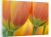 Closeup of tulip. by Anonymous