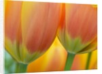 Closeup of tulip. by Anonymous