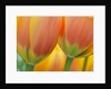 Closeup of tulip. by Anonymous