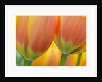 Closeup of tulip. by Anonymous