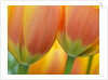 Closeup of tulip. by Anonymous