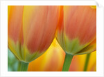 Closeup of tulip. by Anonymous