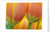 Closeup of tulip. by Anonymous