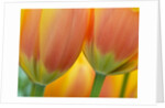 Closeup of tulip. by Anonymous