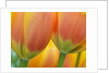Closeup of tulip. by Anonymous