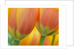 Closeup of tulip. by Anonymous