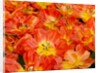 Bright orange tulips with their blossoms open. by Anonymous