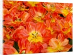 Bright orange tulips with their blossoms open. by Anonymous