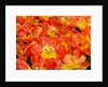 Bright orange tulips with their blossoms open. by Anonymous