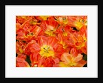 Bright orange tulips with their blossoms open. by Anonymous