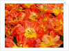 Bright orange tulips with their blossoms open. by Anonymous