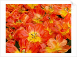 Bright orange tulips with their blossoms open. by Anonymous