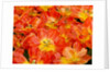 Bright orange tulips with their blossoms open. by Anonymous