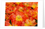 Bright orange tulips with their blossoms open. by Anonymous