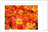 Bright orange tulips with their blossoms open. by Anonymous