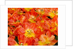Bright orange tulips with their blossoms open. by Anonymous