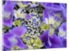 Closeup of a lacecap Hydrangea (Hydrangea macrophylla normalis). by Anonymous