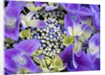 Closeup of a lacecap Hydrangea (Hydrangea macrophylla normalis). by Anonymous
