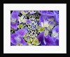 Closeup of a lacecap Hydrangea (Hydrangea macrophylla normalis). by Anonymous