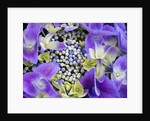 Closeup of a lacecap Hydrangea (Hydrangea macrophylla normalis). by Anonymous