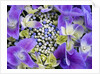 Closeup of a lacecap Hydrangea (Hydrangea macrophylla normalis). by Anonymous