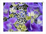 Closeup of a lacecap Hydrangea (Hydrangea macrophylla normalis). by Anonymous