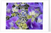 Closeup of a lacecap Hydrangea (Hydrangea macrophylla normalis). by Anonymous
