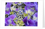 Closeup of a lacecap Hydrangea (Hydrangea macrophylla normalis). by Anonymous