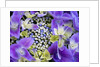 Closeup of a lacecap Hydrangea (Hydrangea macrophylla normalis). by Anonymous