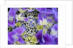Closeup of a lacecap Hydrangea (Hydrangea macrophylla normalis). by Anonymous