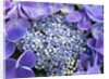 Closeup of a lacecap Hydrangea (Hydrangea macrophylla normalis). by Anonymous